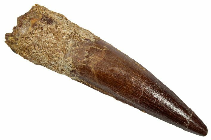 Fossil Spinosaurus Tooth - Real Dinosaur Tooth #345431